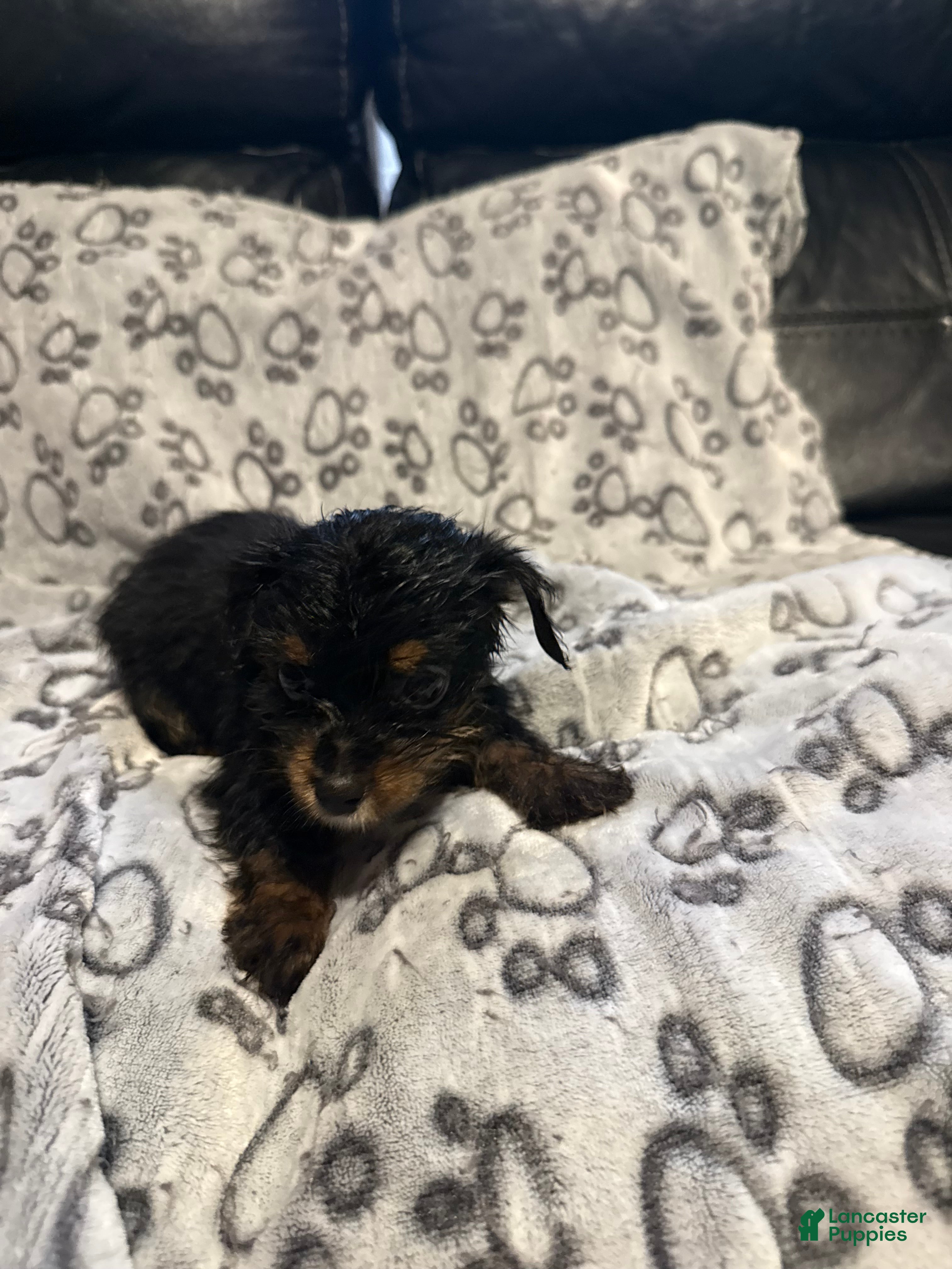Yorkshire Terrier dogs Miso - Ad 1