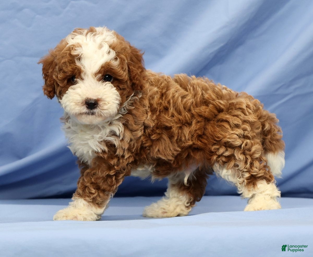 Cavapoo dogs Elmer - Ad 2