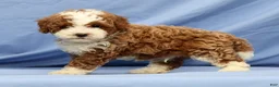 Cavapoo dogs for sale: Elmer - Ad 2