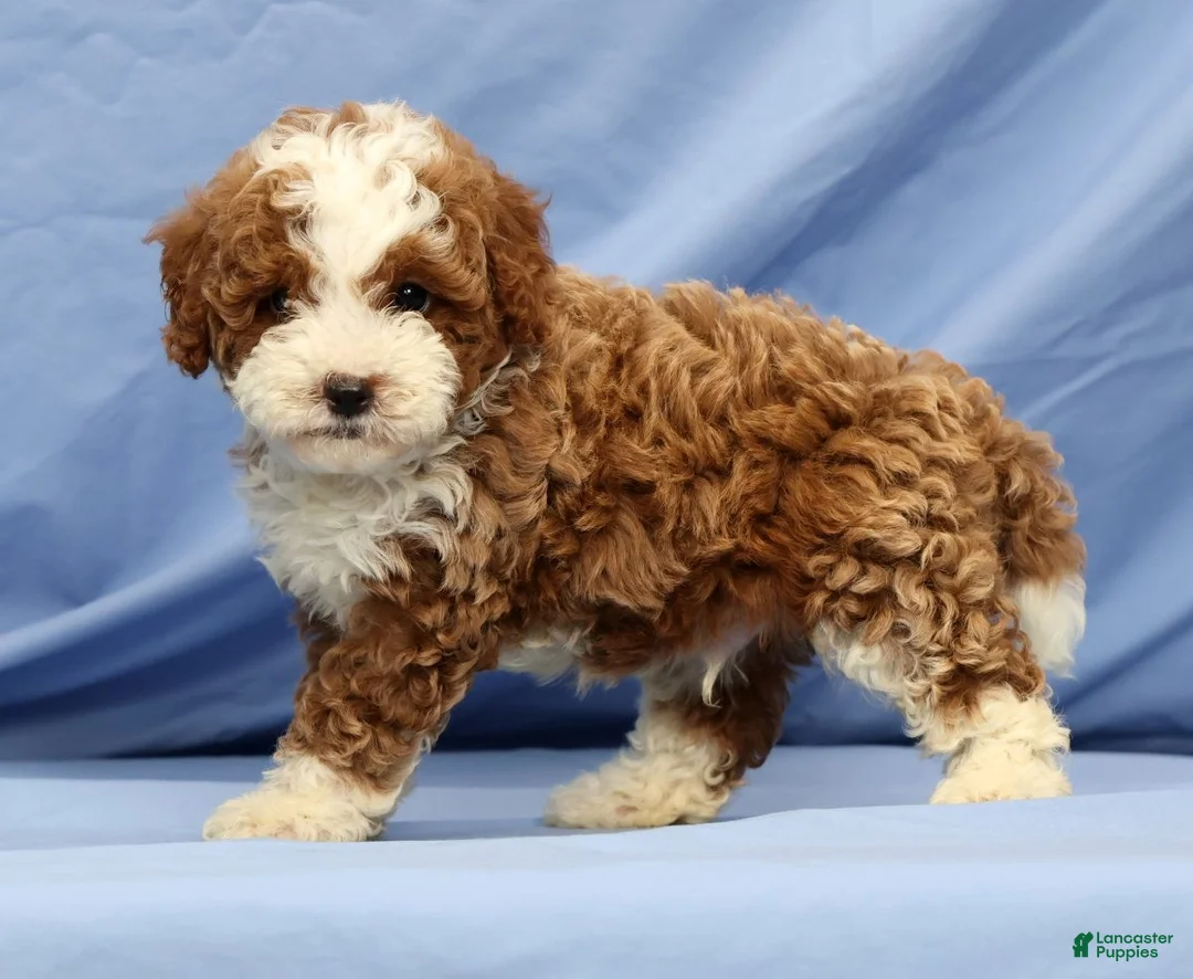 Cavapoo dogs for sale: Elmer - Ad 2