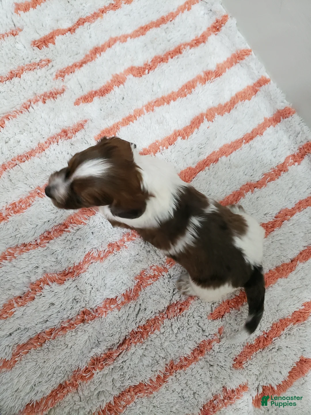 Miniature Dachshund dogs for sale: Rob - Ad 2