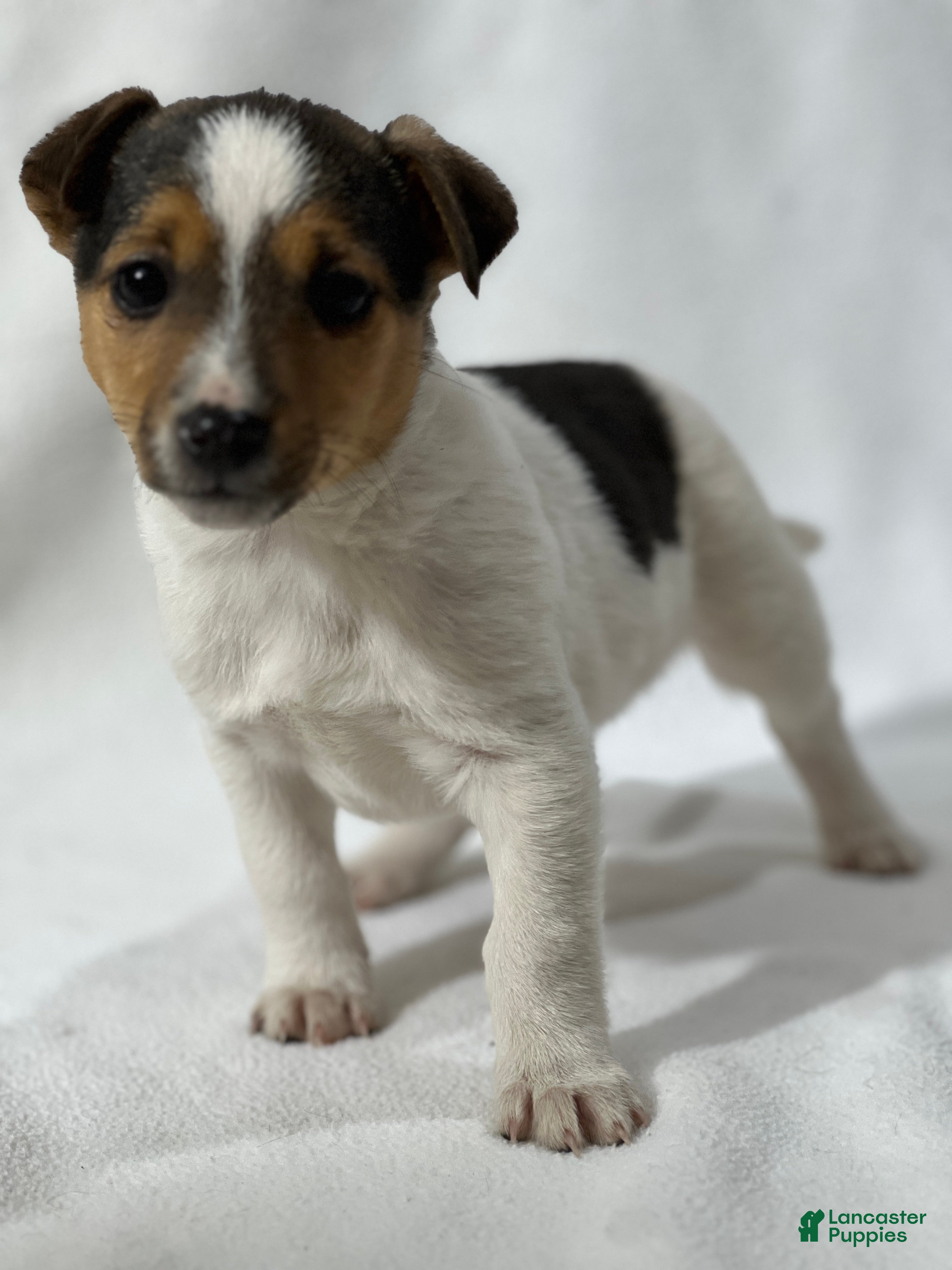Jack Russell Terrier dogs Bryan - Ad 3