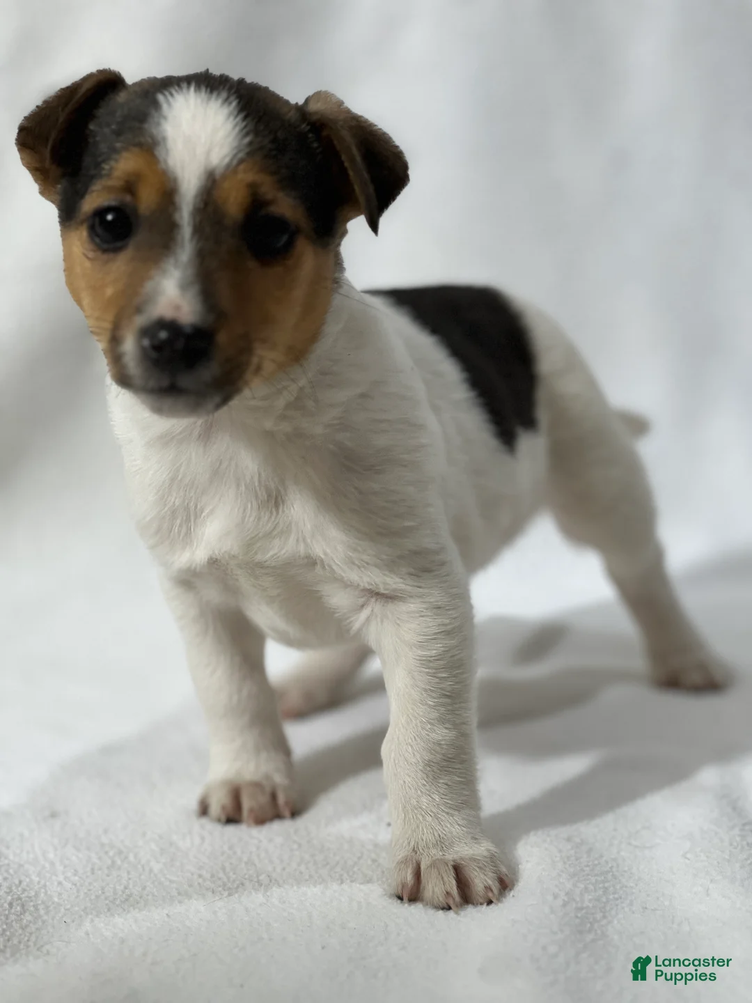 Jack Russell Terrier dogs for sale: Bryan - Ad 1