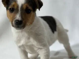Jack Russell Terrier dogs Bryan - Ad 3