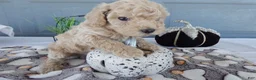 Toy Poodle dogs for sale: Toy Poodle 1 Oscar - Ad 3