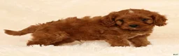 Cavapoo dogs for sale: Randy - Ad 5