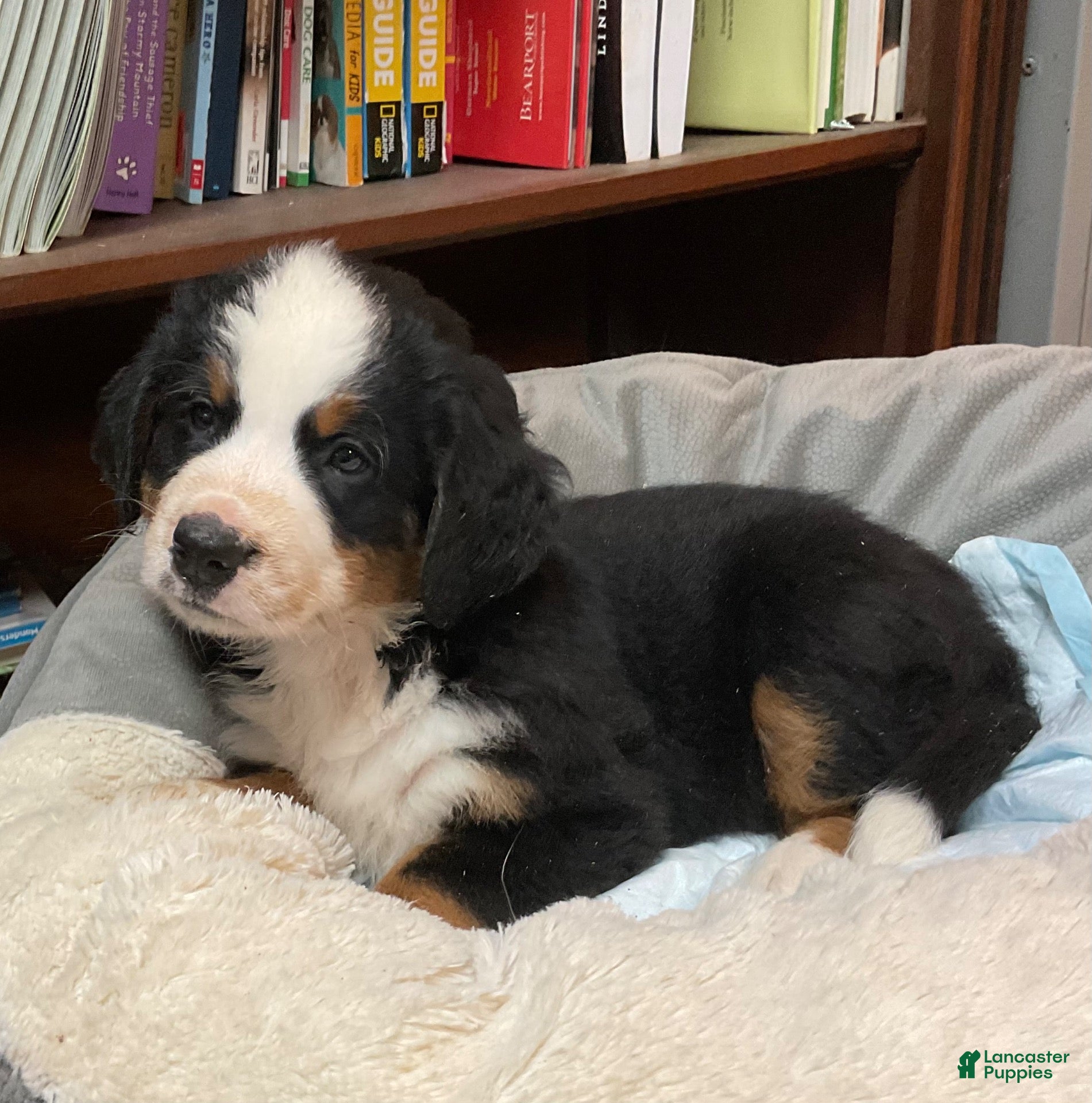 Bernese Mountain Dog dogs Bernese Mountain Dog 3 TULIP - Ad 1
