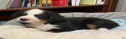 Bernese Mountain Dog dogs for sale: Bernese Mountain Dog 3 TULIP - Ad 1