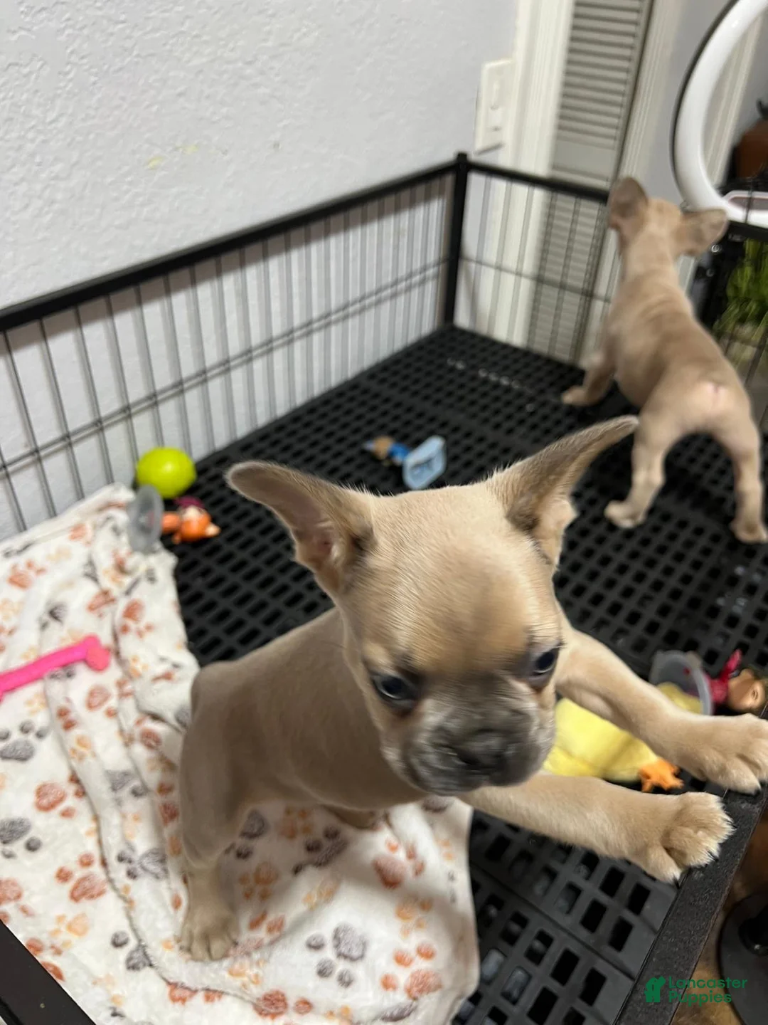 French Bulldog dogs for sale: Leo - Ad 3