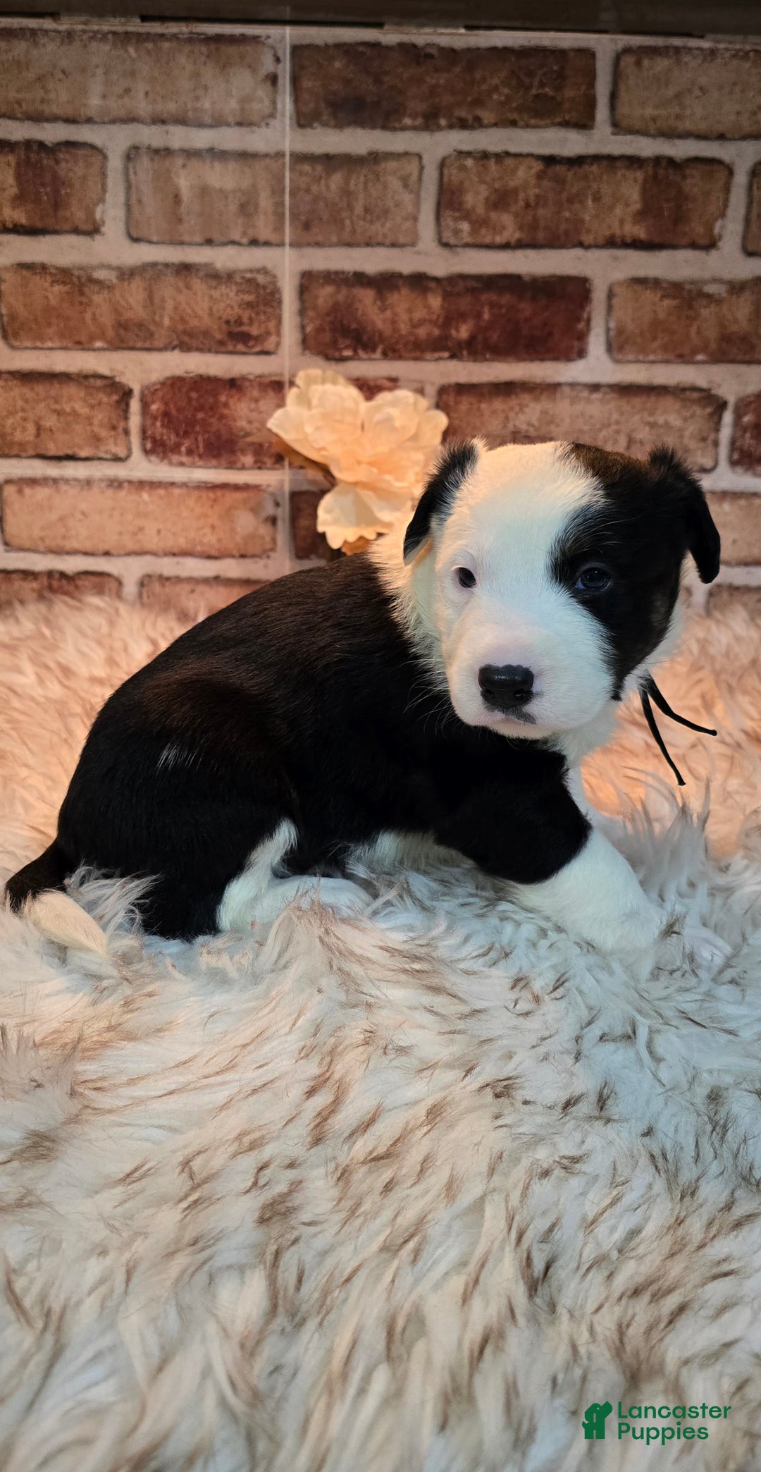 Mixed Breed dogs for sale: Milo - Ad 3