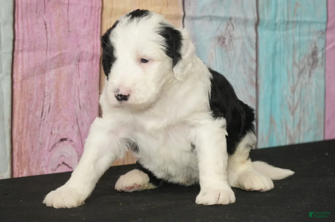 Sheepadoodle dogs for sale: Sheepadoodle Puppy 6 - Ad 2