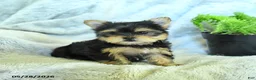 Yorkshire Terrier dogs for sale: Sadie - Ad 3