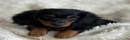 Miniature Dachshund dogs for sale: Troy - Ad 8