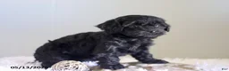Cavapoo dogs for sale: Lady - Ad 4