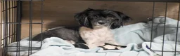 Havanese dogs for sale: Kayla - Ad 4