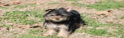 Yorkshire Terrier dogs for sale: Anna - Ad 2