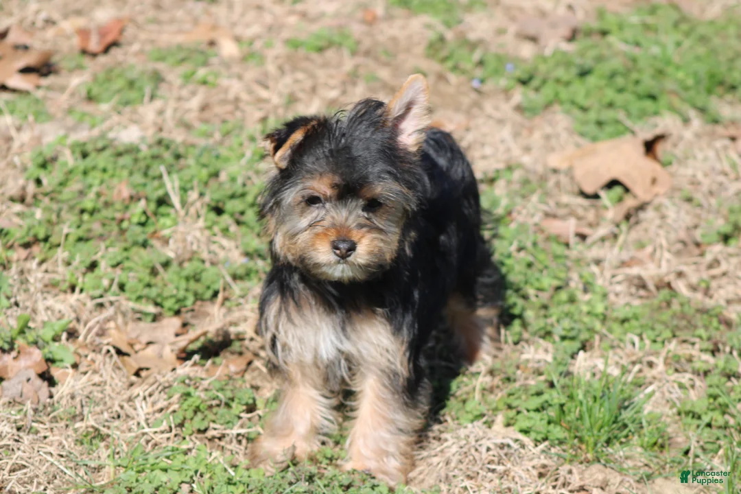 Yorkshire Terrier dogs for sale: Anna - Ad 2