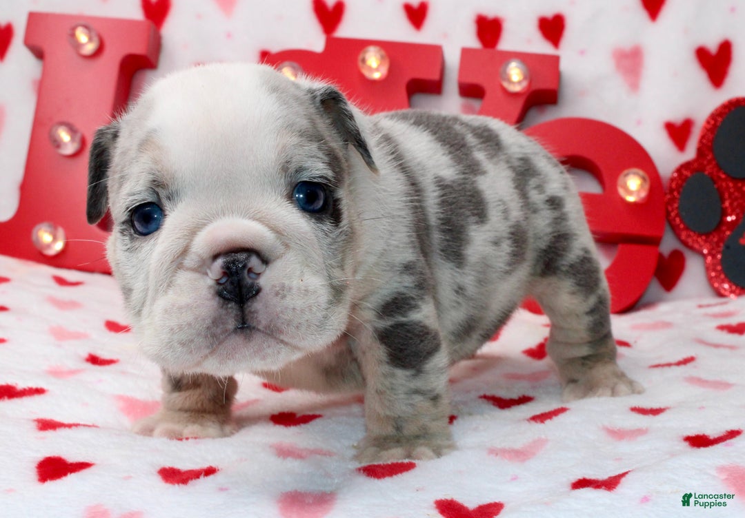 English Bulldog dogs for sale: Blu - Ad 3