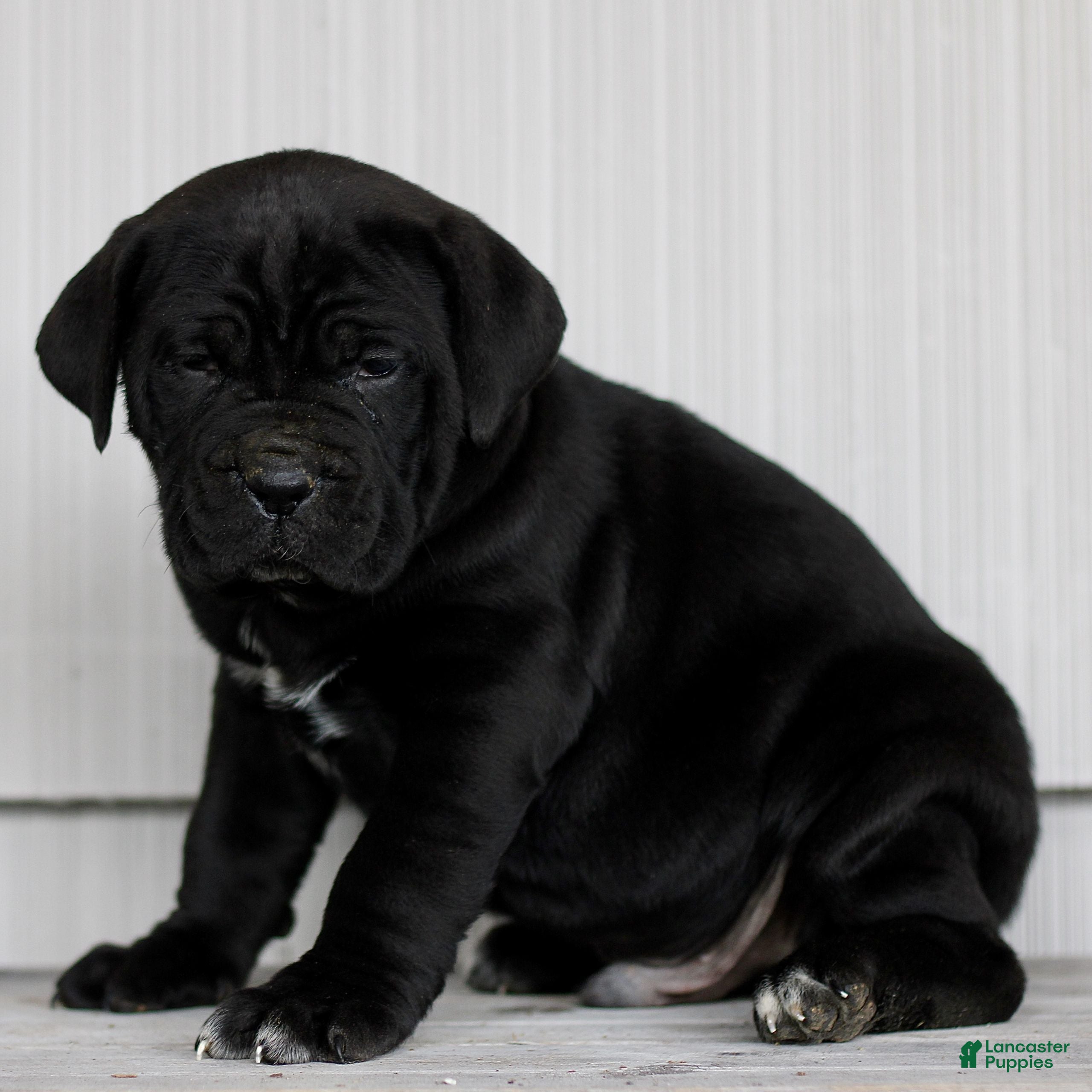 Cane Corso dogs Newton  - Ad 1