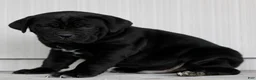 Cane Corso dogs for sale: Newton  - Ad 1