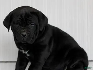 Cane Corso dogs for sale: Newton - Ad 2