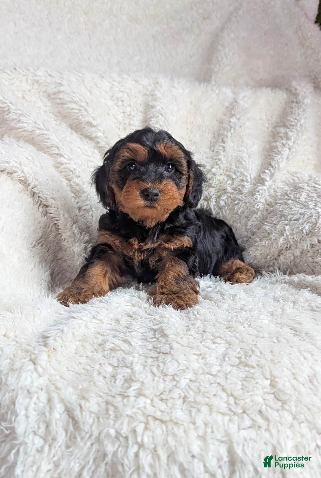 Yorkiepoo dogs for sale: Apollo - Ad 12