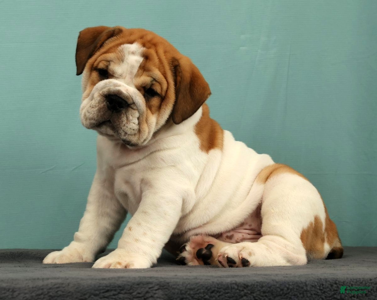 English Bulldog dogs Captain - Ad 1