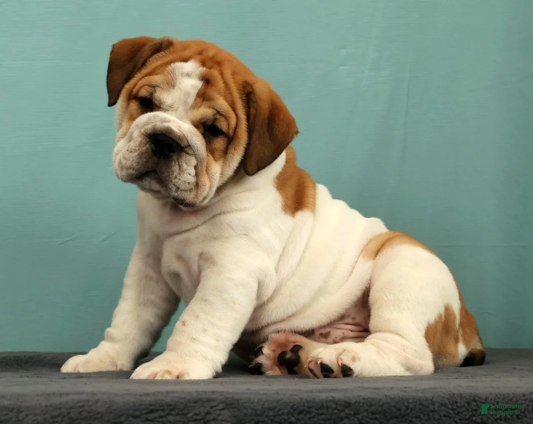 English Bulldog dogs for sale: Captain - Ad 1