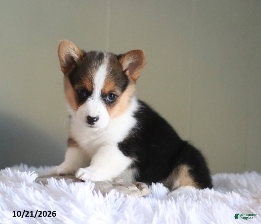 Welsh Corgi Pembroke dogs Autumn - Ad 1
