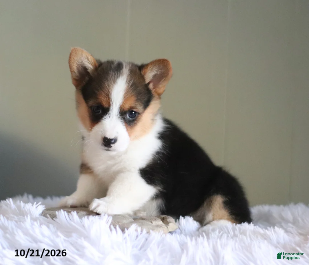Welsh Corgi Pembroke dogs for sale: Autumn - Ad 1