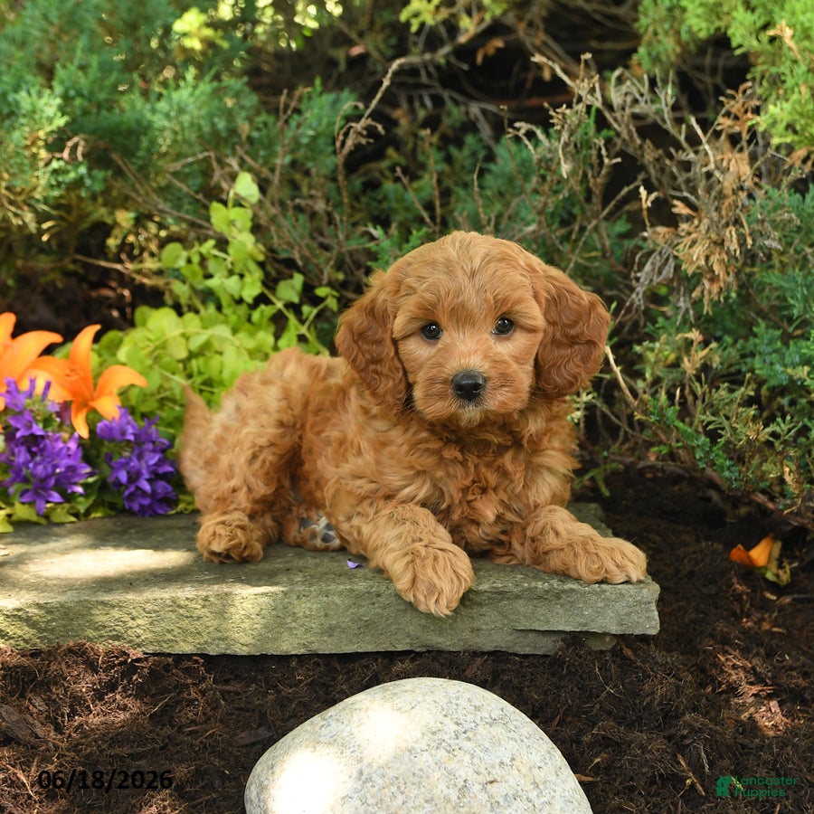 Mini Goldendoodle dogs Oakley - Ad 1