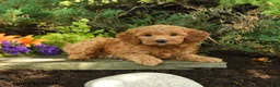 Mini Goldendoodle dogs for sale: Oakley - Ad 1