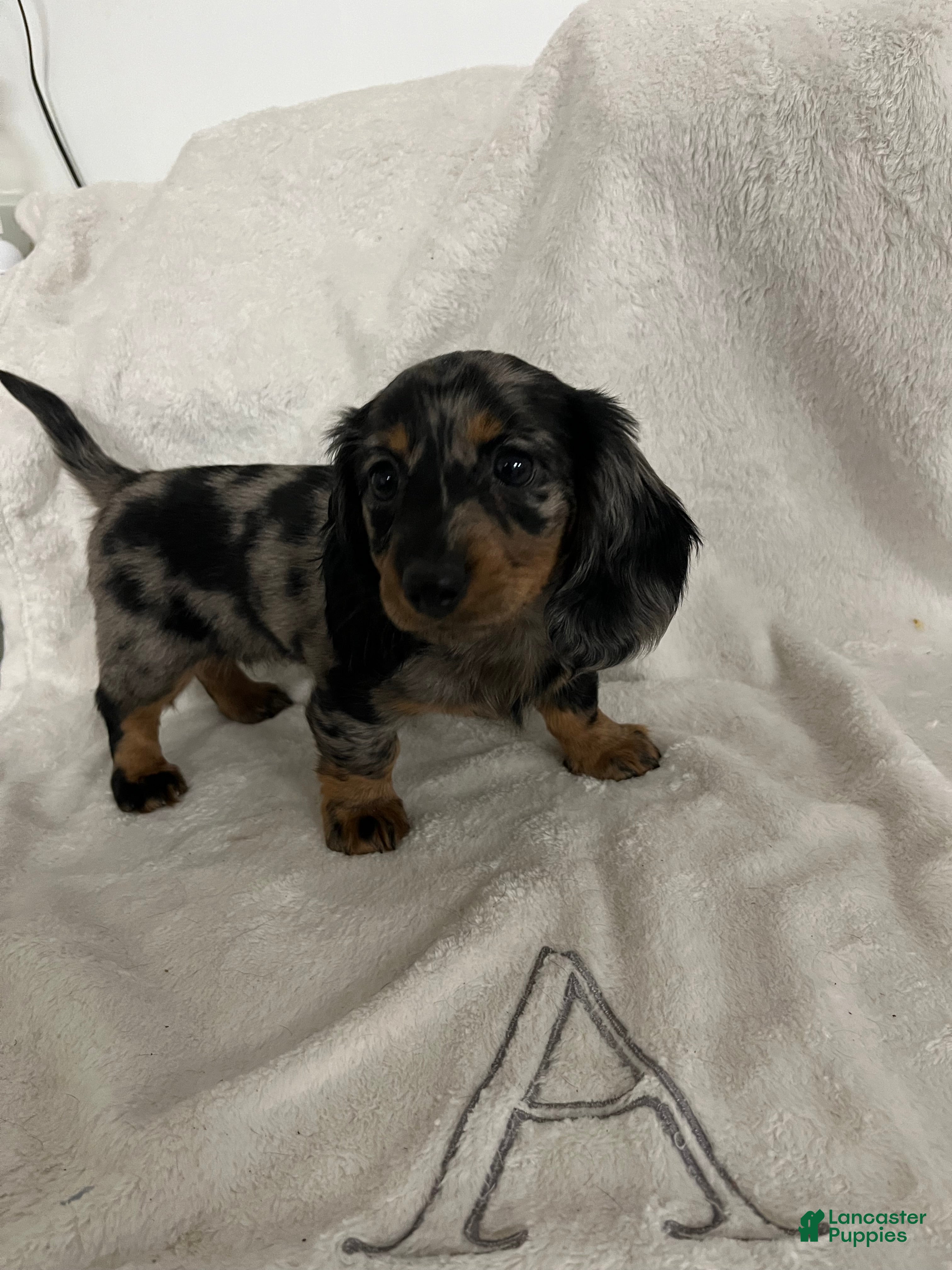 Miniature Dachshund dogs Julia - Ad 33