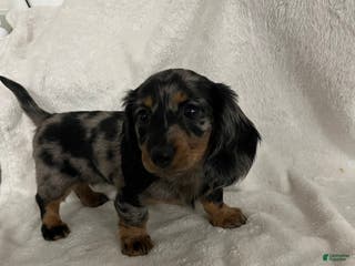 Miniature Dachshund dogs Julia - Ad 33