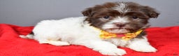 Havanese dogs for sale: Champ - Ad 2