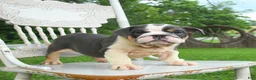 English Bulldog dogs for sale: Bonnie - Ad 5