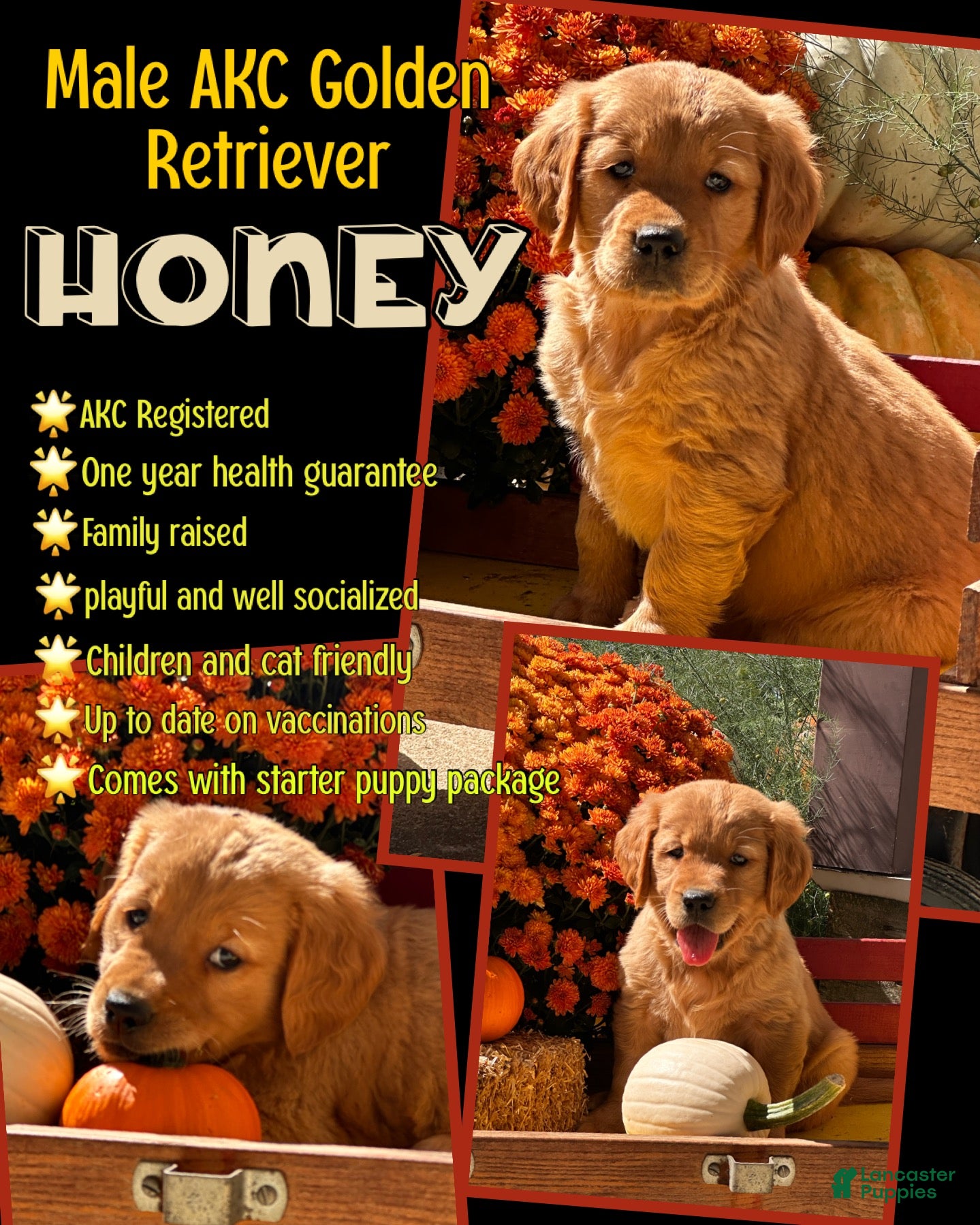 Golden Retriever dogs Honey - Ad 1
