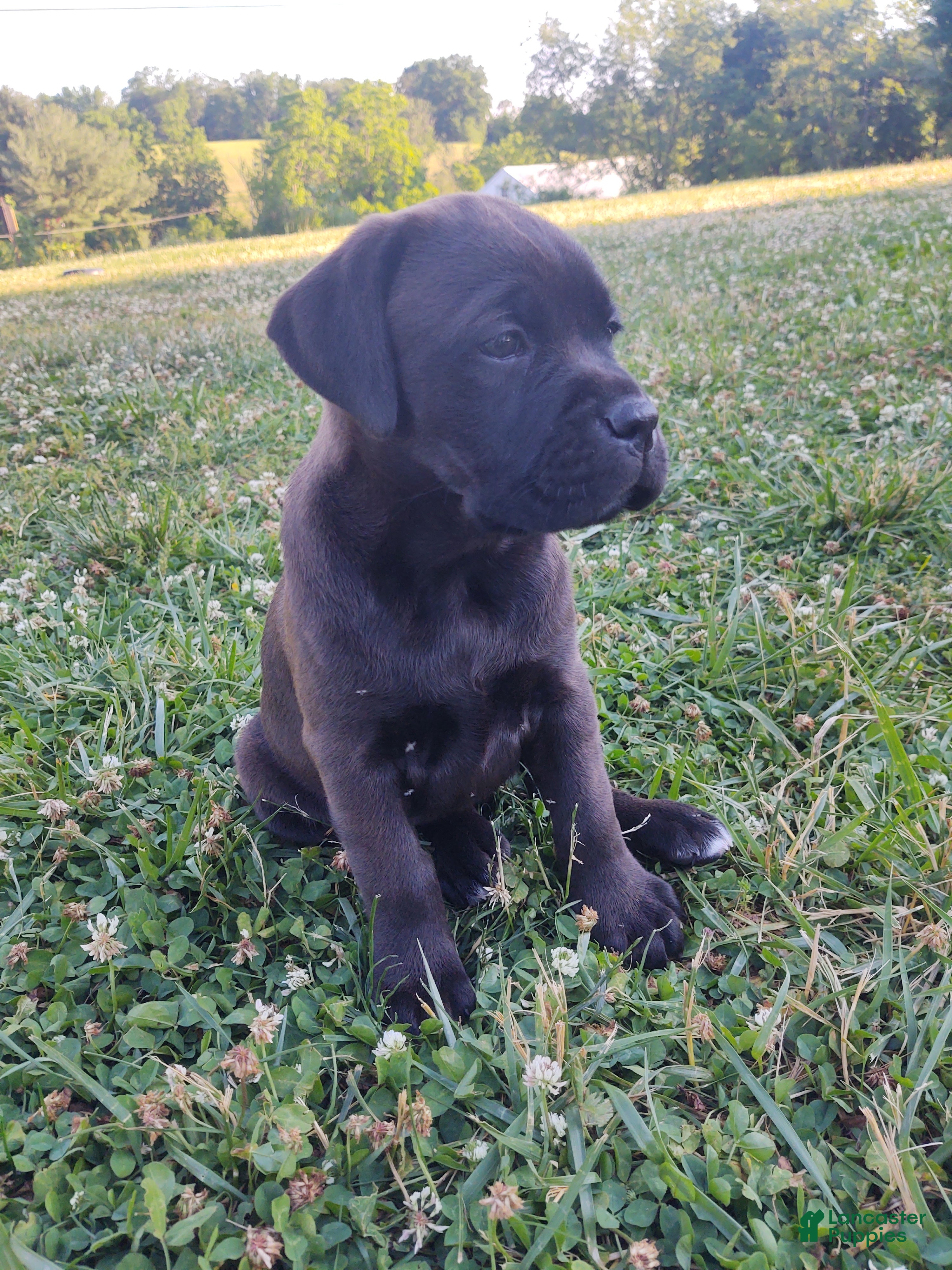 Boxador dogs Peanut - Ad 2