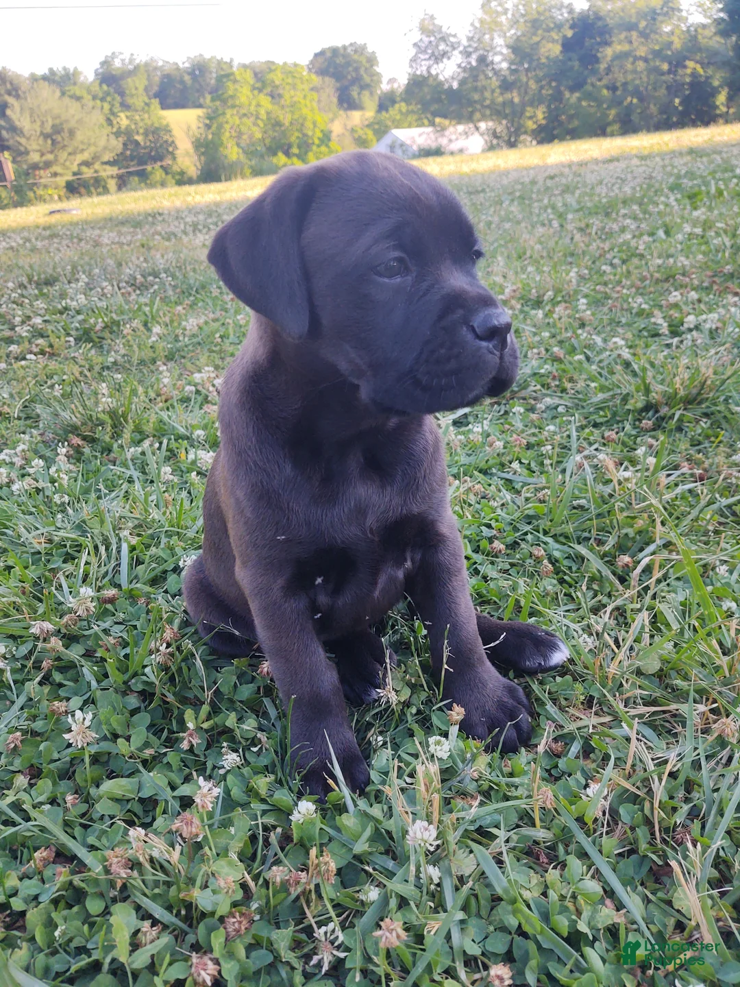 Boxador dogs for sale: Peanut - Ad 2