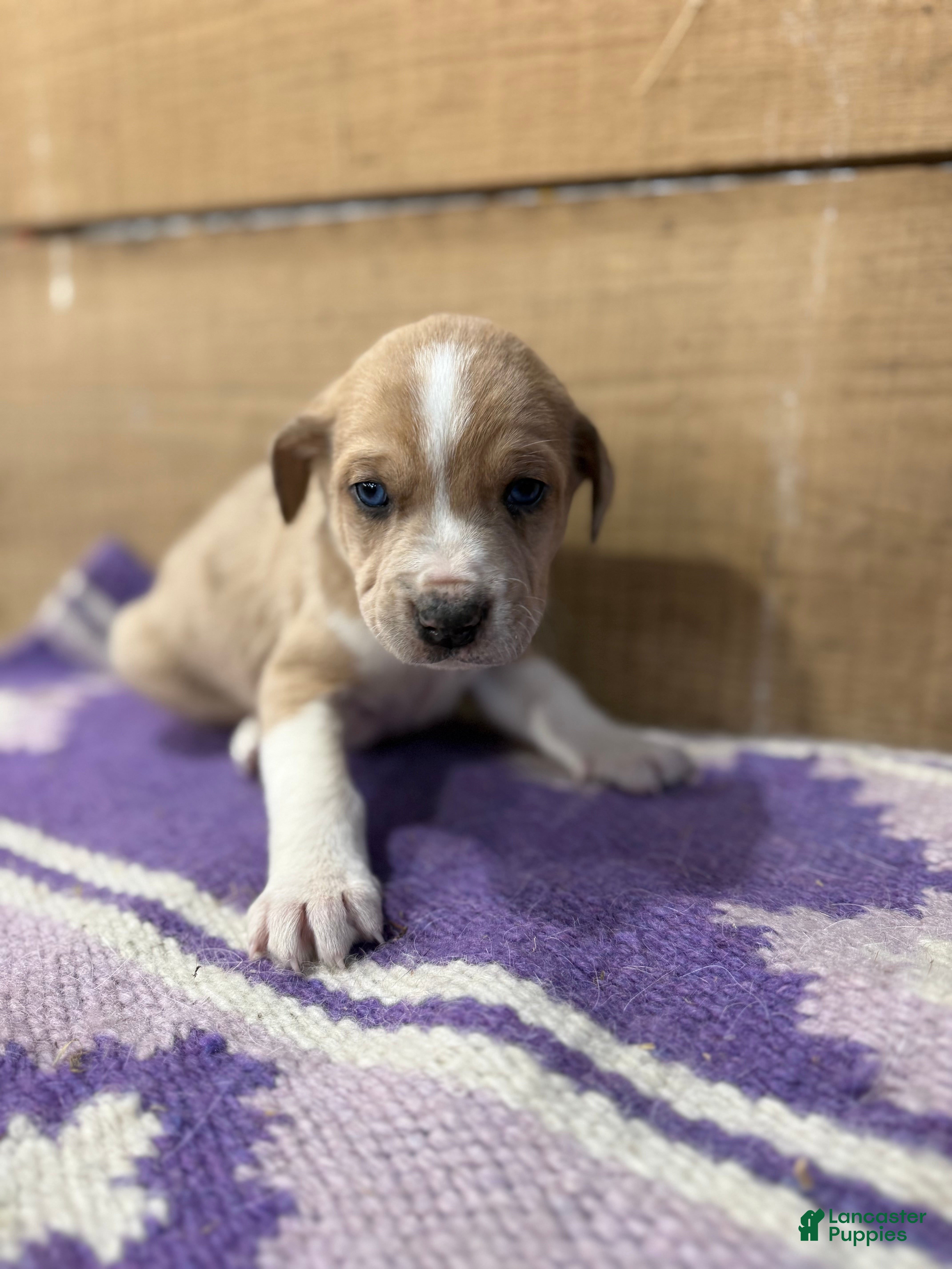 Mixed Breed dogs Mixed Breed Puppy 5 - Ad 27