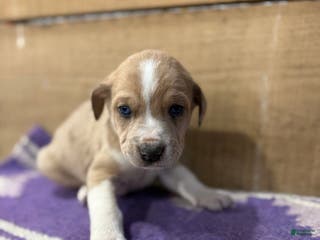 Mixed Breed dogs Mixed Breed Puppy 5 - Ad 27