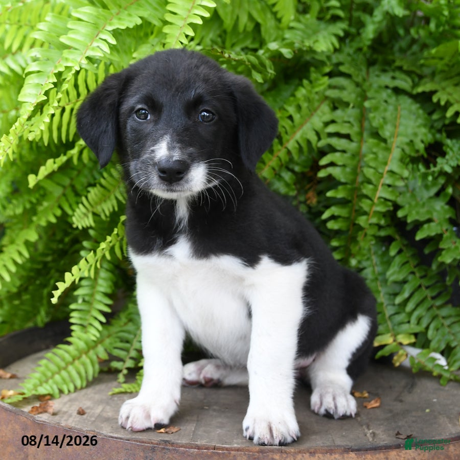 Mixed Breed dogs Jo  - Ad 2