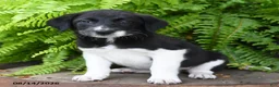 Mixed Breed dogs for sale: Jo  - Ad 2