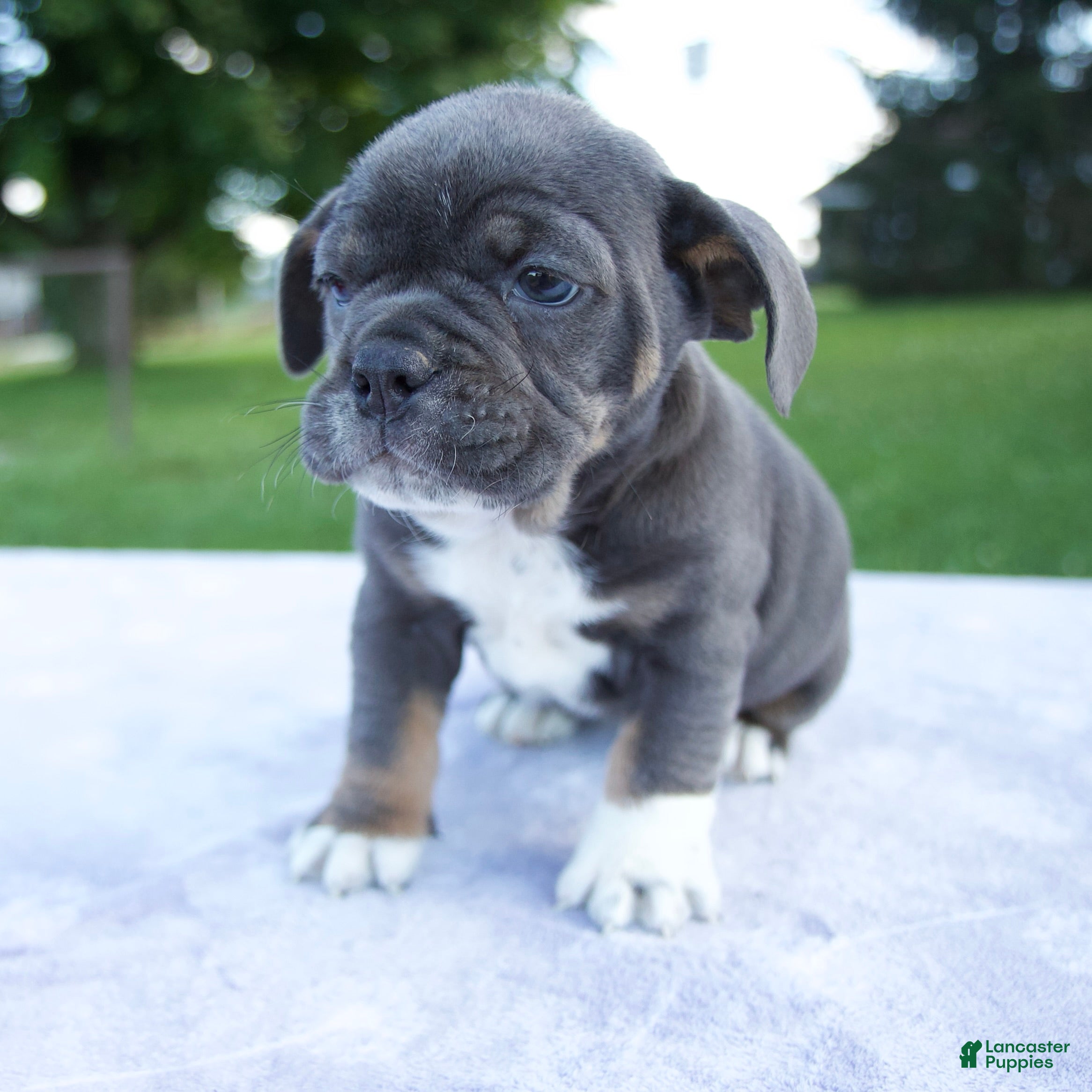 Beabull dogs Hailey - Ad 1