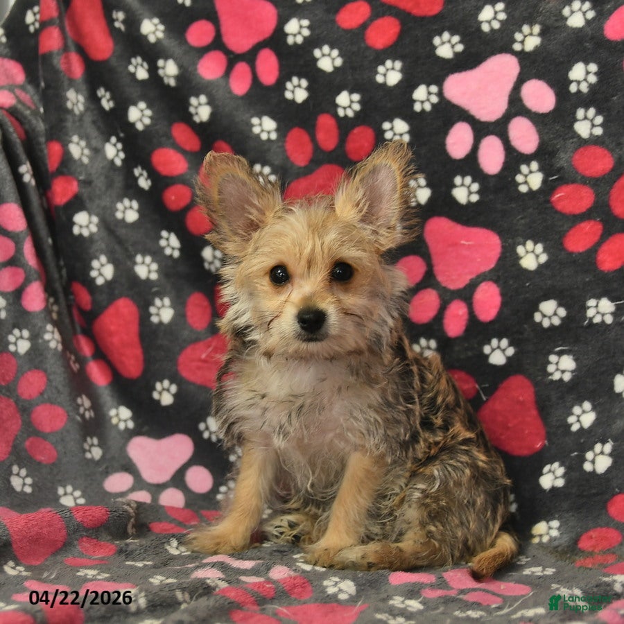 Morkie dogs Beauty - Ad 2