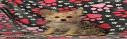 Morkie dogs for sale: Beauty - Ad 2