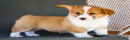 Welsh Corgi Pembroke dogs for sale: Bitsie - Ad 11