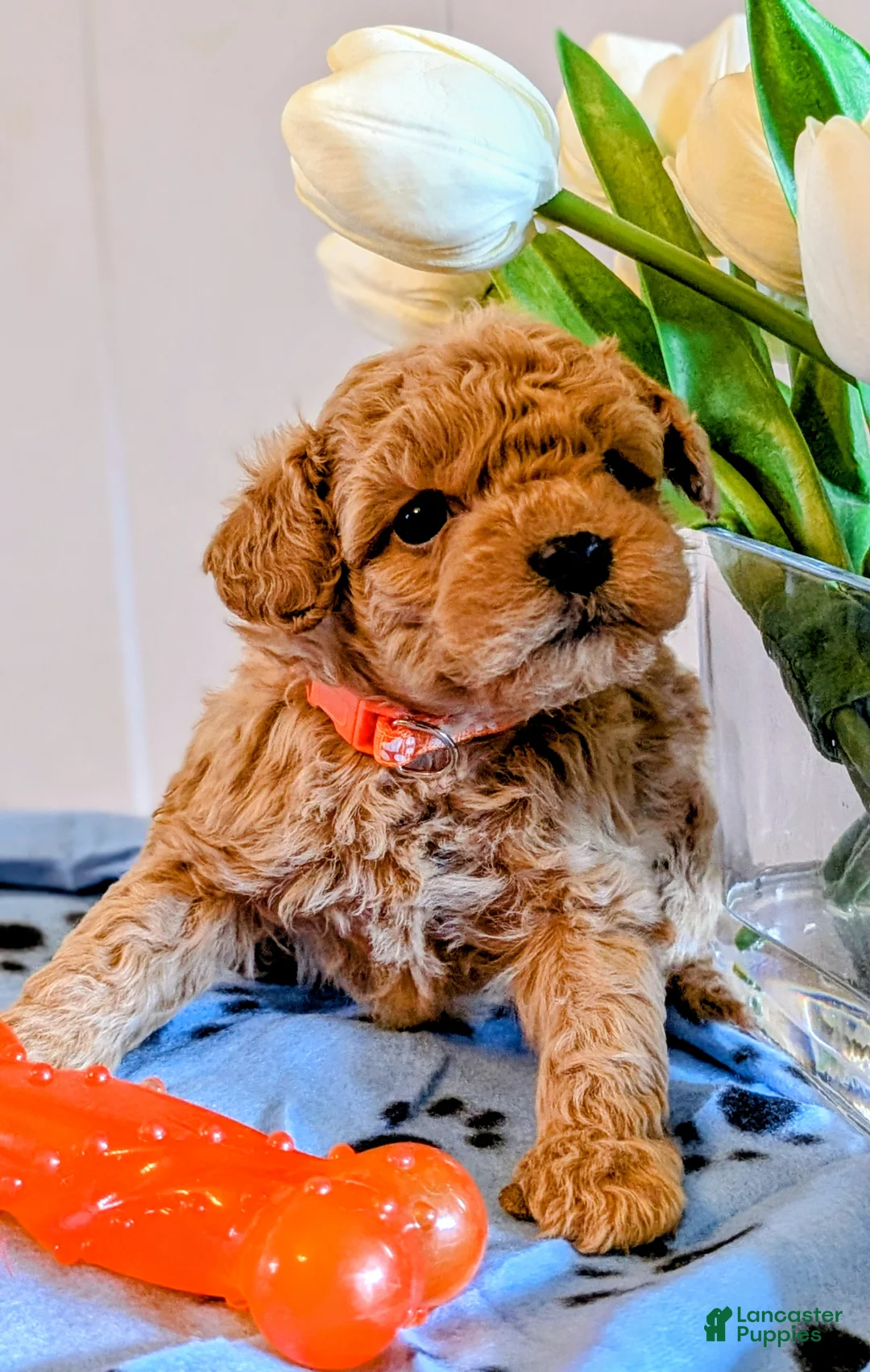 Cavapoo dogs for sale: Copper - Ad 2
