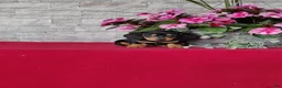 Miniature Dachshund dogs for sale: Kassandra - Ad 2