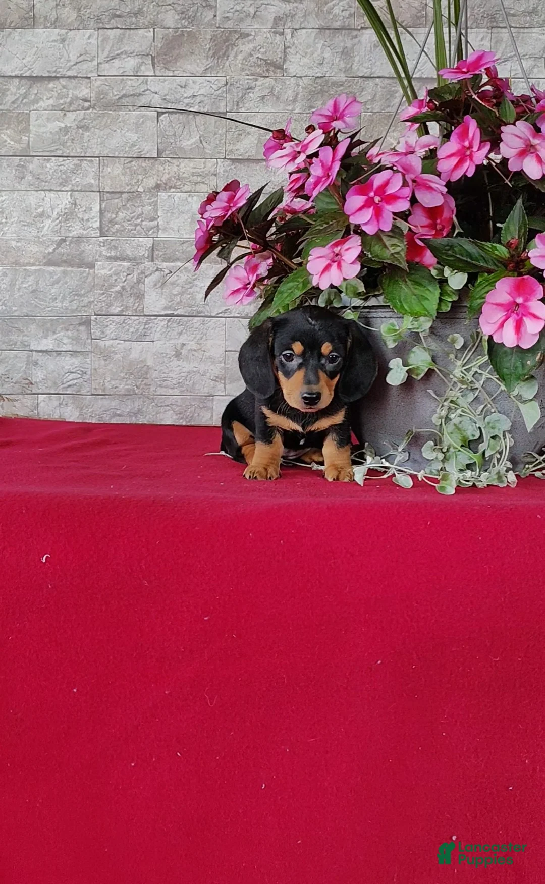Miniature Dachshund dogs for sale: Kassandra - Ad 2